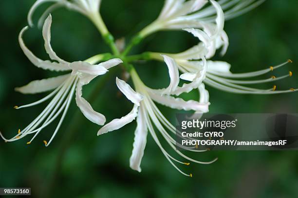 licorice flowers, close up - licorice flower stock pictures, royalty-free photos & images
