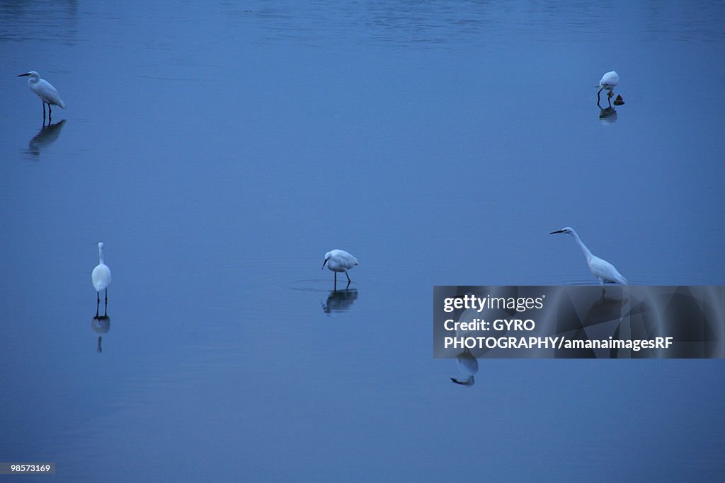 Egrets on water surface, blue background, Nara city, Nara prefecture, Japan