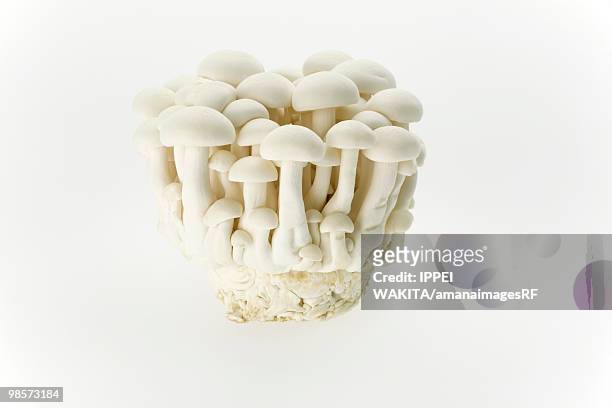 shimeji mushroom - shimeji mushroom - fotografias e filmes do acervo