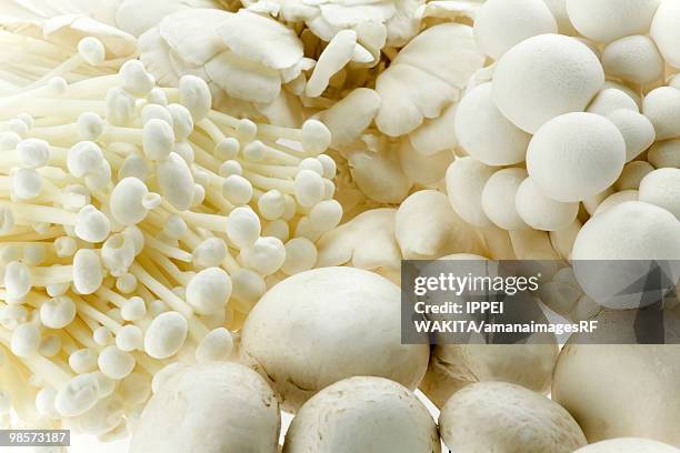 mushrooms - shimeji mushroom - fotografias e filmes do acervo