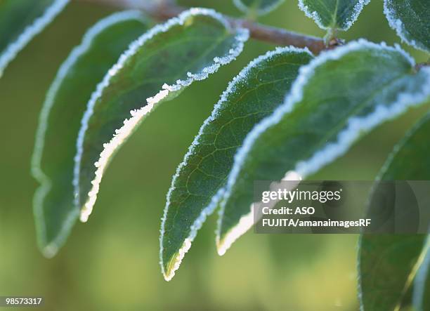 frost on japanese snowflower leaf, hokkaido, japan - snowflower stock pictures, royalty-free photos & images