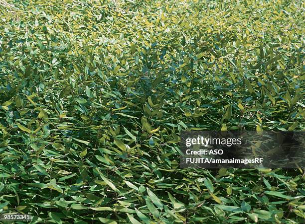 ruscus-leaved bamboo, tokyo prefecture, japan - ruscus stock pictures, royalty-free photos & images