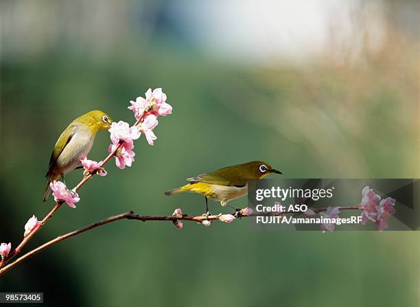 japanese white-eyes on peach tree. yokohama, kanagawa prefecture, japan - peach blossom photos et images de collection