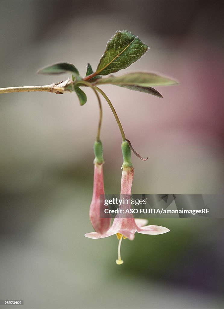 Honeysuckle. Yokohama, Kanagawa Prefecture, Japan