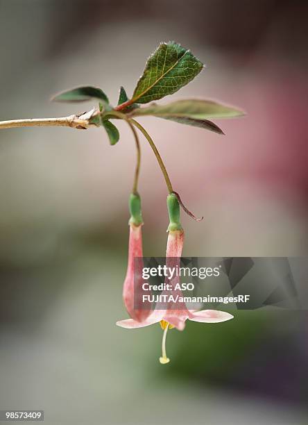 honeysuckle. yokohama, kanagawa prefecture, japan - arrowwood 個照片及圖片檔