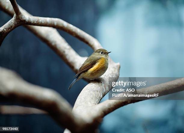female red-flanked bluetail - tarsiger cyanurus stock pictures, royalty-free photos & images