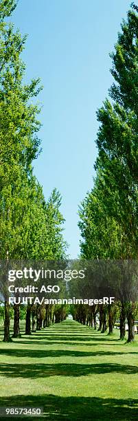 avenue line with poplar trees, sapporo, hokkaido, japan - colour enhanced stock pictures, royalty-free photos & images