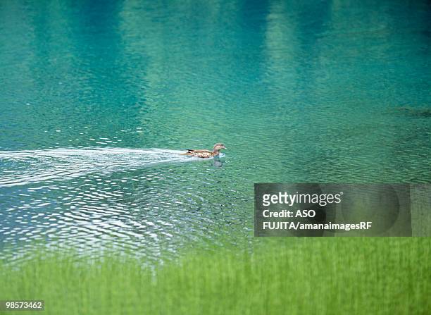 duck swimming on lake onneto, akan national park, hokkaido, japan - akan stock-fotos und bilder