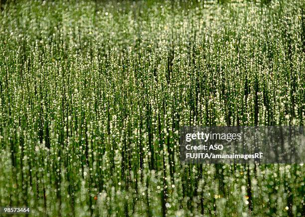 wildflowers in akan national park, hokkaido, japan - akan stock-fotos und bilder