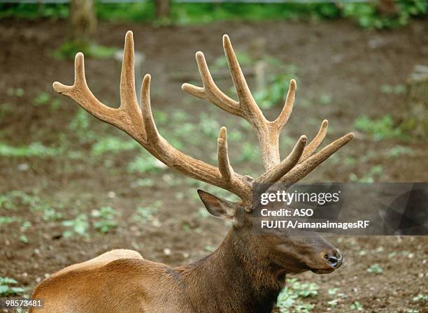 elk. hokkaido japan, asahikawa - asahikawa stock-fotos und bilder