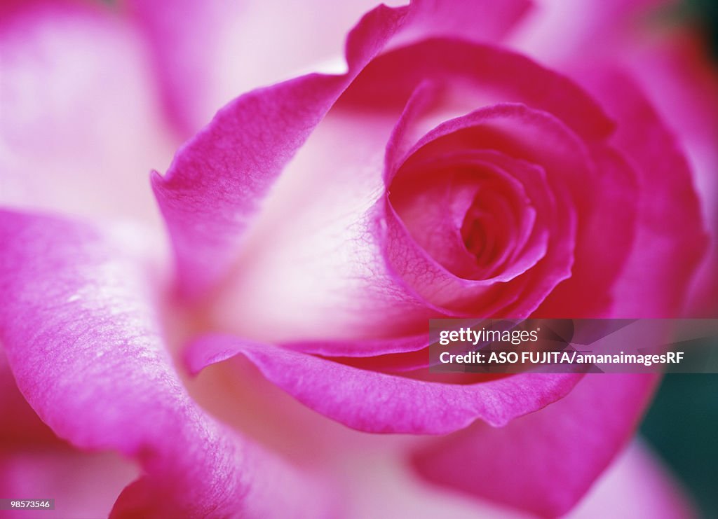 Full frame image of Rose. Kanagawa Prefecture, Japan