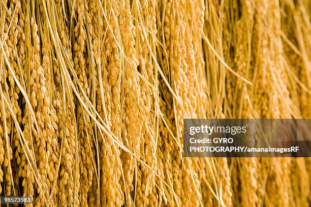 rice hanging to dry, otsu, shiga prefecture, japan - siga prefecture ストックフォトと画像