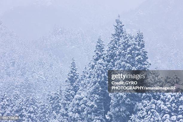 snow covered forest, takashima, shiga prefecture, japan - siga prefecture ストックフォトと画像