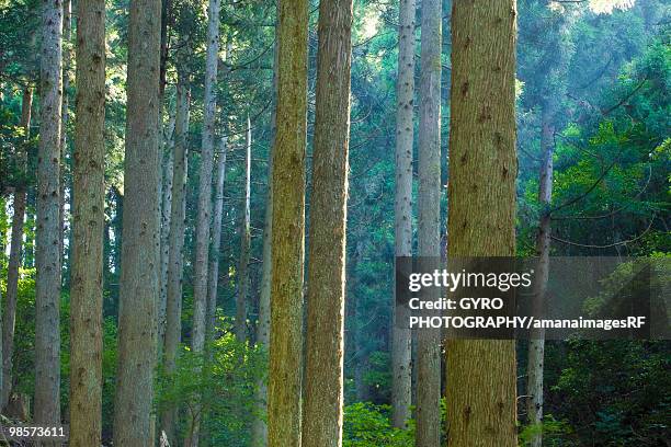 cedar forest, otsu, shiga prefecture, japan - cryptomeria japonica stock pictures, royalty-free photos & images