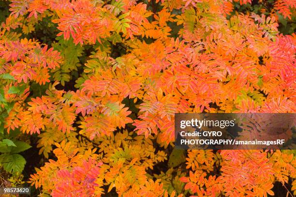 Checker Red Tree 66 Checker Tree Stock Photos, High-Res Pictures, and Images - Getty Images