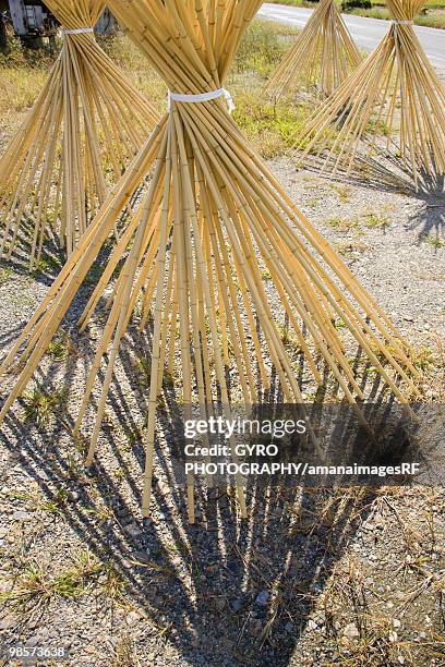 bundles of bamboo drying, omihachiman, shiga prefecture, japan - siga prefecture ストックフォトと画像