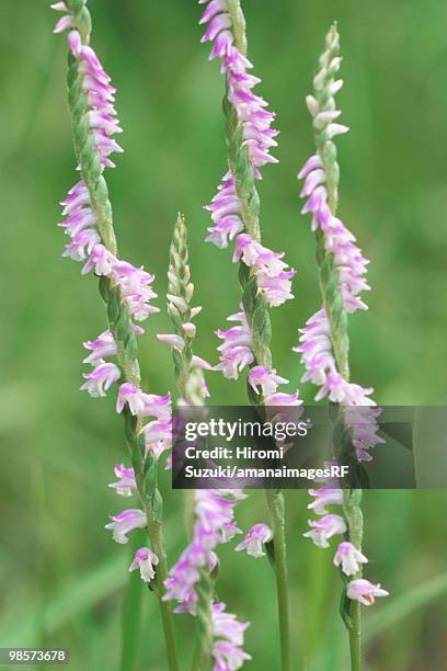 lady's tresses flowers, kawaguchi, saitama prefecture, japan - hiromi stockfoto's en -beelden