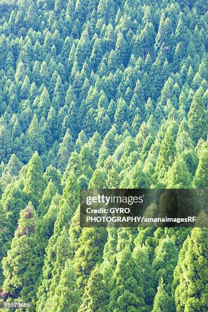 cedar forest - siga prefecture ストックフォトと画像