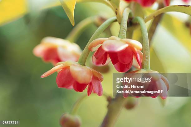 chinese anise-tree flowers - hiromi stockfoto's en -beelden