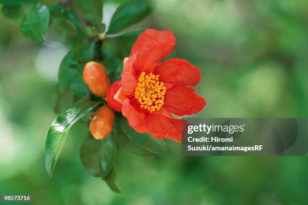 orange pomegranate flower, kawaguchi, saitama prefecture, japan - hiromi stockfoto's en -beelden