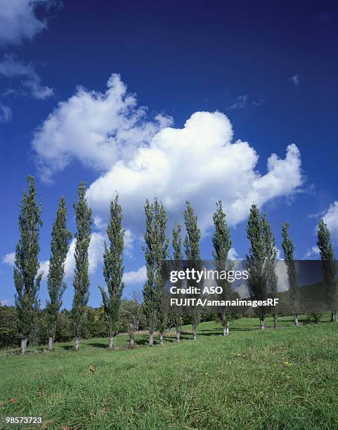 poplar tress on green field with forest in background. asahikawa, hokkaido, japan - asahikawa stock-fotos und bilder