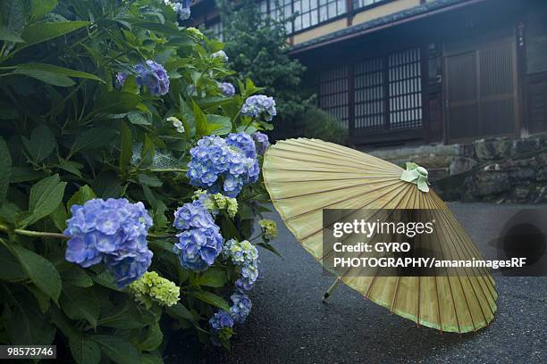 parasol next to hydrangeas, sakamoto, otsu, shiga prefecture, japan - préfecture de shiga photos et images de collection