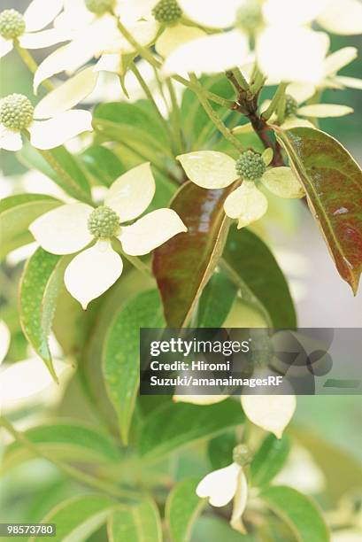 dogwood flowers, kawaguchi, saitama prefecture, japan - hiromi stock-fotos und bilder