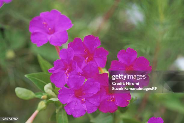 bright four o'clock flowers, kawaguchi, saitama prefecture, japan - hiromi stock-fotos und bilder