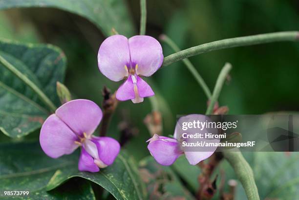 cowpea flowers, kawaguchi, saitama prefecture, japan - hiromi stock-fotos und bilder