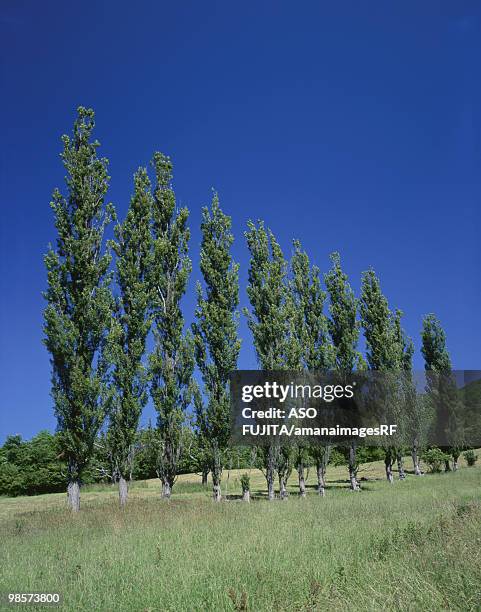 poplar trees in row under clear blue sky. east sakuraoka, hokkaido, japan - asahikawa stock-fotos und bilder