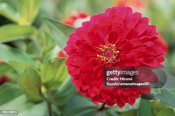 bright zinnia flower, kawaguchi, saitama prefecture, japan - hiromi stock-fotos und bilder