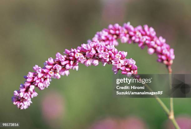 prince's feather, kawaguchi, saitama prefecture, japan - hiromi stock-fotos und bilder