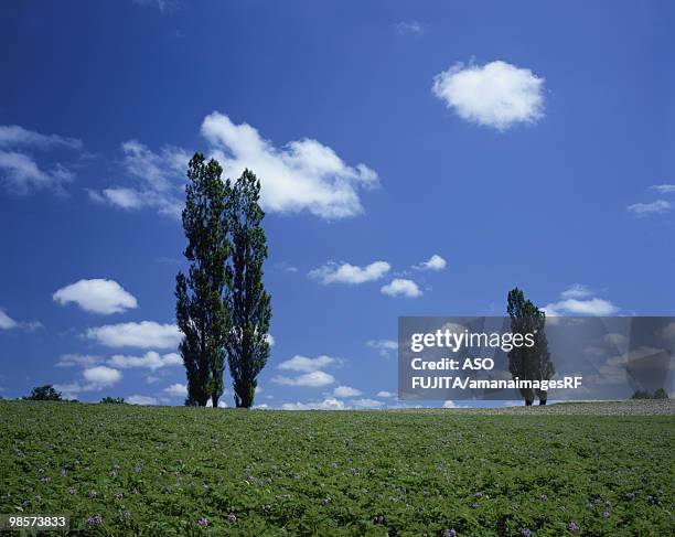 potato field and poplar trees. hokkaido, japan - hokkaido potato stock pictures, royalty-free photos & images