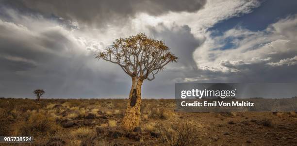 a lone and stark quiver tree and its rocky base, like some giant prehistoric dandelion, on the harsh and arid landscape. the grey and heavy stratocumulus clouds threaten rain from above. full colour horizontal landscape image. - thorn like stock pictures, royalty-free photos & images