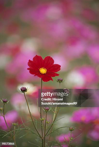 cosmos flower, kawaguchi, saitama prefecture, japan - hiromi bildbanksfoton och bilder