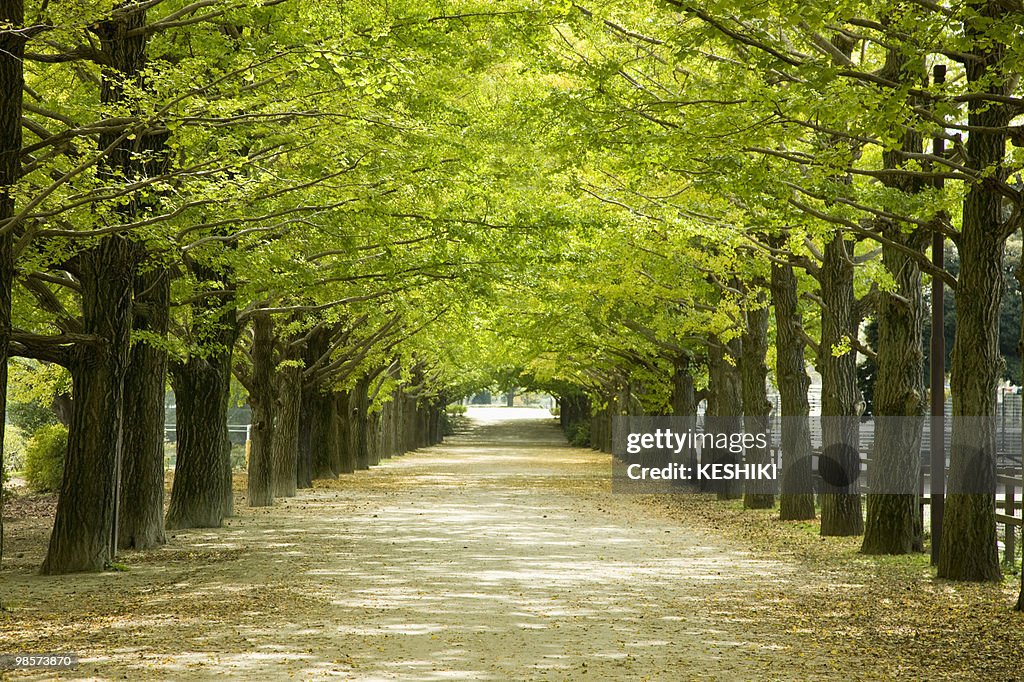 Ginkgo trees line road, Tama, Tokyo, Japan