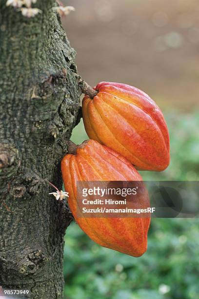 cacao seeds growing, saitama prefecture, japan - hiromi stock-fotos und bilder