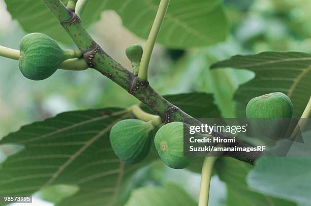 figs growing on tree, saitama prefecture, japan - hiromi stockfoto's en -beelden