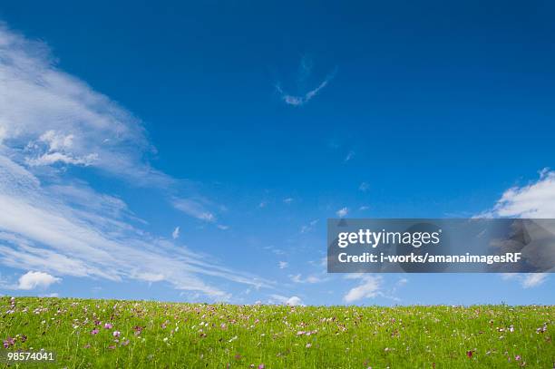 cosmos in field below clouds in blue sky, hitachinaka, ibaraki prefecture, japan - hitachinaka stock pictures, royalty-free photos & images