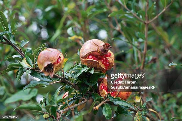 pomegranates growing on tree, saitaima prefecture, japan - hiromi stock-fotos und bilder