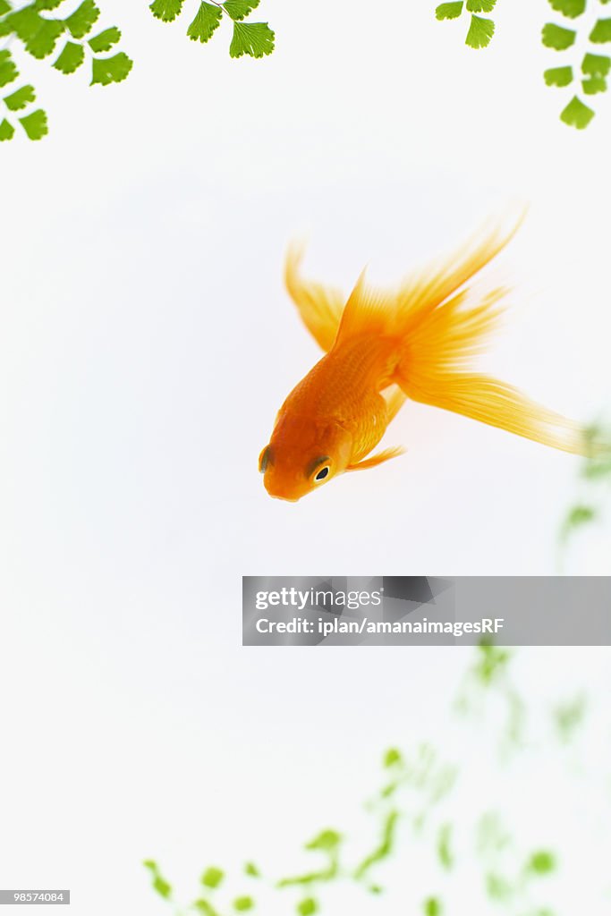 Digital composite of goldfish and leafy branches