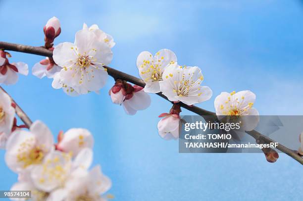 white plum tree blossoms - apricot tree stock pictures, royalty-free photos & images