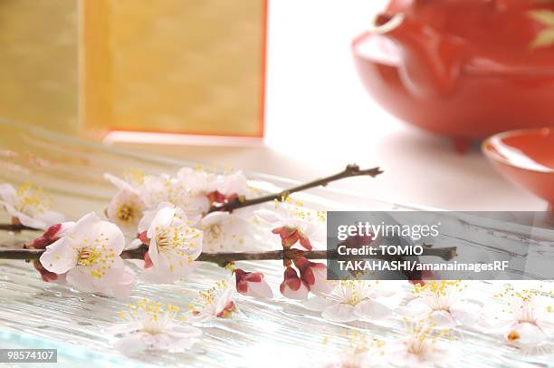 white plum blossoms on glass tray - copo de saké - fotografias e filmes do acervo