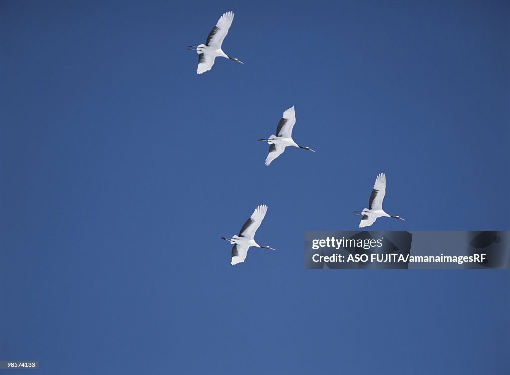 Japanese cranes flying in blue sky