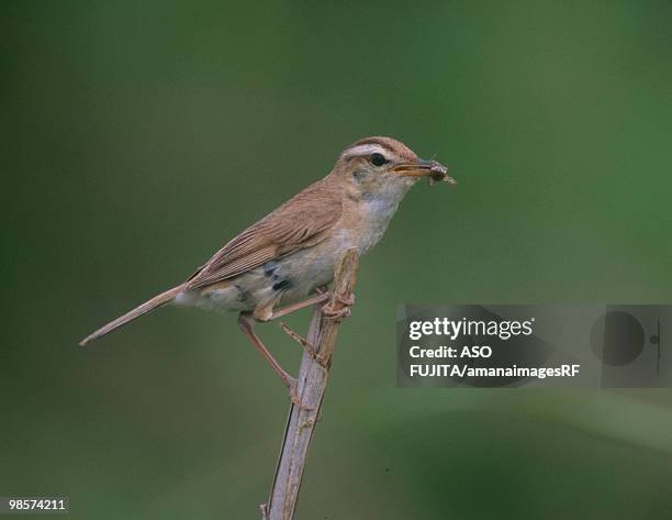 black-browed reed-warbler with insect in mouth - im mund tragen stock-fotos und bilder