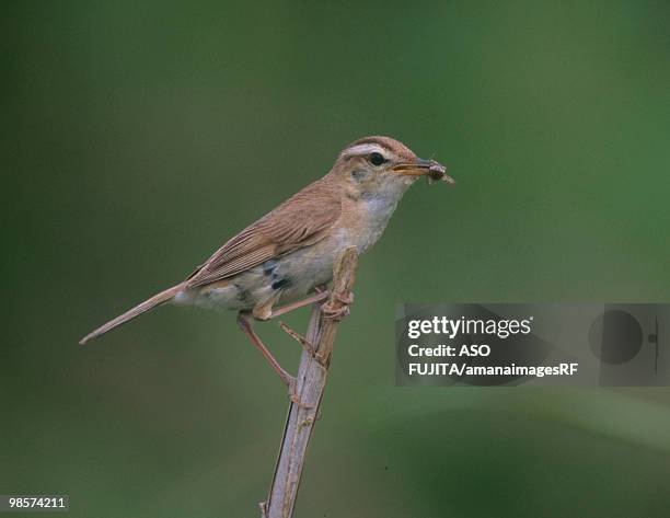 black-browed reed-warbler with insect in mouth - carrying in mouth stock pictures, royalty-free photos & images