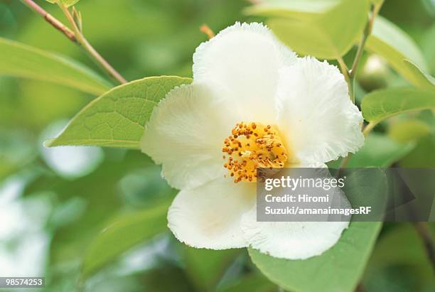 white stewartia flower, kawaguchi, saitama prefecture, japan - hiromi stock-fotos und bilder