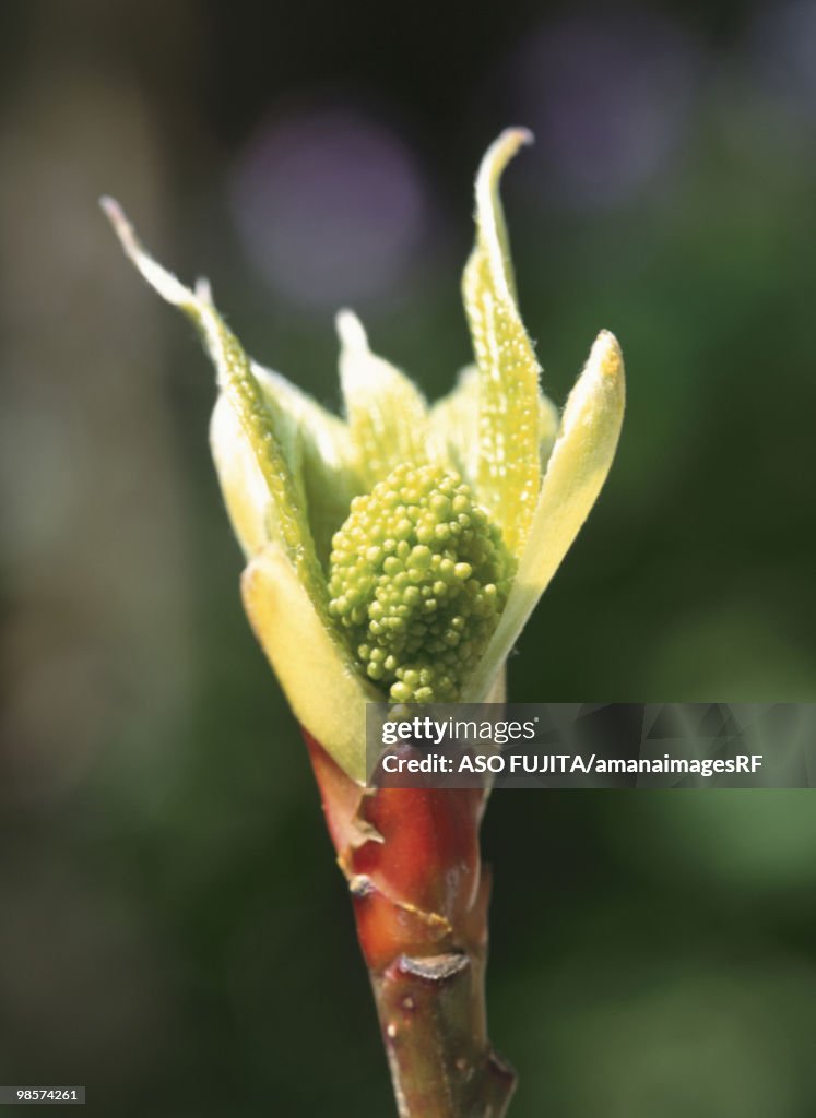 Giant dogwood bud