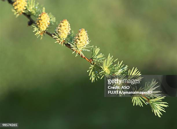 budding flowers of larch tree - rf stock pictures, royalty-free photos & images