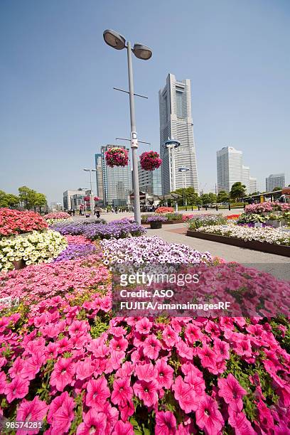 flower beds with skyscrapers in background. kanagawa prefecture, japan - rf stock pictures, royalty-free photos & images